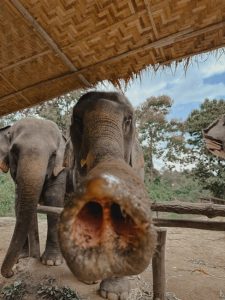 Scopri di più sull'articolo Investire per Reddito Passivo in Thailandia: Guida Essenziale per Espatriati