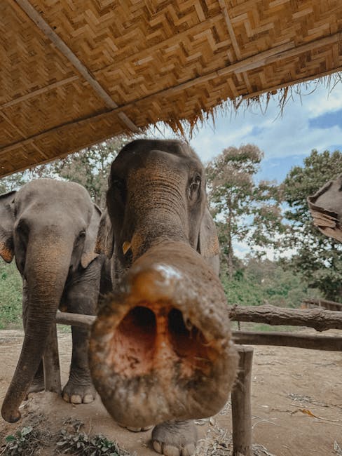 Al momento stai visualizzando Investire per Reddito Passivo in Thailandia: Guida Essenziale per Espatriati